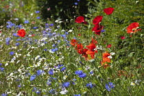 Cornflower, Centaurea cyanus. Meadow of mixed wild flowers including cornflowers, field poppies and daisies. England, West Sussex, Chichester,