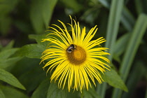 Inula. Bumble bee on yellow flower of Inula Hookeri. England, West Sussex, Chichester.