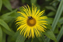 Inula. Bumble bee on yellow flower of Inula Hookeri. England, West Sussex, Chichester.