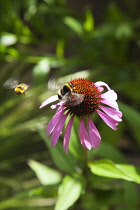 Coneflower, Echinacea purpurea. Bees with Purple coneflower with wings in blur of movement. England, West Sussex, Chichester,