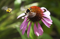 Coneflower, Echinacea purpurea. Bees with Purple coneflower with wings in blur of movement. England, West Sussex, Chichester,