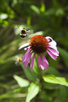 Coneflower, Echinacea purpurea. Bees with Purple coneflower with wings in blur of movement. England, West Sussex, Chichester,