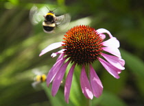 Coneflower, Echinacea purpurea. Bees with Purple coneflower with wings in blur of movement. England, West Sussex, Chichester,
