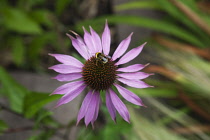 Coneflower, Echinacea purpurea. Bumble bee on central cone of flower. England, West Sussex, Chichester,