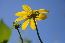 Cutleaf coneflower, Rudbeckia laciniata Herbstsonne. Two flowers against blue sky with petals made translucent in sunshine.