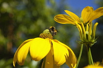 Cutleaf coneflower, Rudbeckia laciniata Herbstsonne. Bumble bee on green central cone of yellow flower.