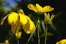 Cutleaf coneflower, Rudbeckia laciniata Herbstsonne. Yellow flower with green central cone.