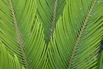Sago palm, Cycas revoluta. Rain droplets on pinnate leaves of Sago Palm.