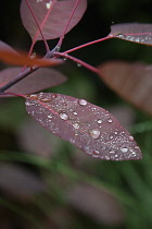 Smoke bush, Cotinus coggygria Grace. Water droplets on dark purple leaves.