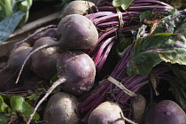 Beetroot, Beta vulgaris on sale in farm shop. England, West Sussex, Funtingdon,