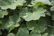 Ladys mantle, Alchemilla mollis with rain drops collecting on leaves.