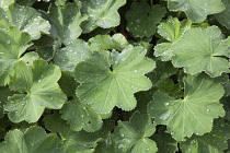 Ladys mantle, Alchemilla mollis with rain drops collecting on leaves.