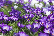 Crocus vernus. Low angled view of naturalised Crocus growing amongst grass in public park.