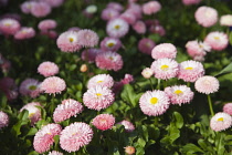 Daisy, Bellis perennis Tasso series. Pink double flower heads of perennial daisy carpeting area in public garden.