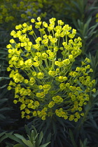 Spurge, Euphorbia characias wulfenii. Shrub with clustered leaves and large rounded head of small greenish yellow flowers held within cupped bracts.