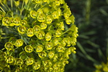 Spurge, Euphorbia characias wulfenii. Close, cropped large rounded head of small greenish yellow flowers held within cupped bracts.