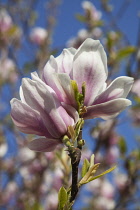 Magnolia soulangeana. Close up of tulip-like white flowers flushed pink at the base, tree branches and blue sky beyond.