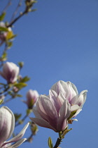 Magnolia soulangeana. Close up of tulip-like white flowers flushed pink at the base against blue sky.