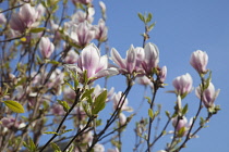 Magnolia soulangeana. Close up of tulip-like white flowers flushed pink at the base against blue sky.