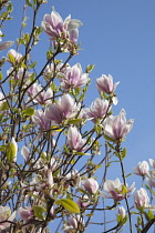 Magnolia soulangeana. Close up of tulip-like white flowers flushed pink at the base against blue sky.