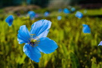 Himalayan blue poppy, Meconopsis baileyi. Field of blue poppies with single flower in immediate foreground. Northern Ireland, County Down,