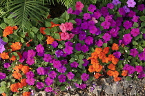 Brightly coloured flowers at Tian  in Chiang Mai, Thailand.