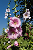 Hollyhock, Alcea rosea cultivar. Flower spikes with pink flowers against blue sky. Thailand, Chiang Mai, San Kamphaeng,