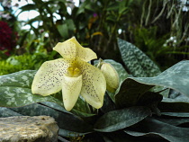 Slipper orchid, Paphiopedilum Concolor with pale yellow, spotted flower at the 2011Orchid Festival in Chiang Mai, Thailand.