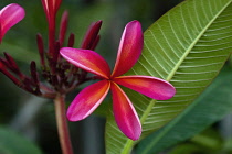 Frangipani, Plumeria rubrae flower in Phrao, Chiang Mai, Thailand.