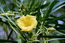 Yellow Oleander, Thevetia peruviana. Single open flower and buds growing in Phrao, Chiang Mai, Thailand.