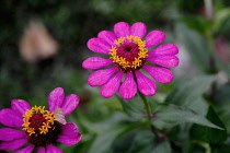 Zinnia, bright pink Zinnia elegans. Thailand, Chiang Mai, Phrao.