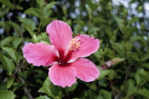 Hibiscus, pink flower in Thailand, Chiang Mai, Phrao.