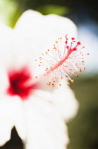 Hibiscus rosa-sinensis cultivar. Close up of white flower with detail of vivid red pistil and stamen.