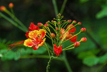 Flame Tree. Bright orange and red flowers set on branched central stem. Phrao, Chiang Mai, Thailand.