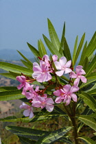 Frangipani. Pink flowers and lance shaped leaves of Plumeria rubra growing in Phrao, Chiang Mai, Thailand.
