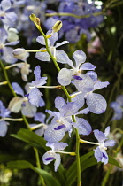 Orchid, Blue vanda with pale blue petals marked with checkerboard pattern at the 2011 Orchid Festival in Chiang Mai, Thailand.