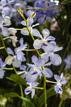 Orchid, Blue vanda with pale blue petals marked with checkerboard pattern at the 2011 Orchid Festival in Chiang Mai, Thailand.