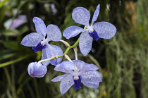 Orchid, Blue vanda with pale blue petals marked with checkerboard pattern at the 2011 Orchid Festival in Chiang Mai, Thailand.