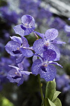 Orchid, Blue vanda with pale blue petals marked with checkerboard pattern at the 2011 Orchid Festival in Chiang Mai, Thailand.