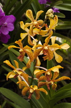 Orchid, Spider orchid with orange petals spotted with brown at the 2011 Orchid Festival in Chiang Mai, Thailand.