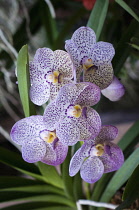 Orchid. Vanda coerulea cultivar hybrid at the 2011 Orchid Festival in Chiang Mai, Thailand. Cluster of flowers with purple spotted petals.