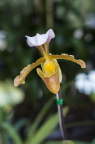 Orchid, Lady Slipper orchid with mottled brown, cream and white petals and lip at the 2011 Orchid Festival in Chiang Mai, Thailand.