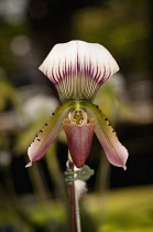 Slipper orchid with pattern of purple, cream and white extending over petals and lip at the 2011 Orchid Festival in Chiang Mai, Thailand.