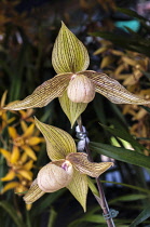 Orchid, Spider orchid Paphiopedilum Harold Koopowitz at the 2011 Orchid Festival in Chiang Mai, Thailand.