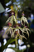 Orchid, Cockleshell orchid with dark purple striped labellum forming a hood with shell-like appearance at the 2011 Orchid Festival in Chiang Mai, Thailand.