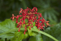 Half-Hearted Mind flower. Cluster of small, red pendent flowers growing in Phrao, Chiang Mai, Thailand.