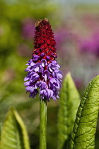 Primrose, Primula Vialii, red tipped pyramid of pink flowers growing in County Down, Northern Ireland.