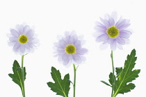 Chrysanthemum cultivar Elenor Lilac. Studio shot of three seperate flowers arranged on lightbox with leaves included.