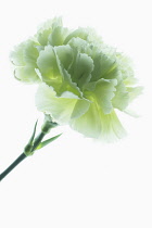 Carnation, Dianthus caryophyllus, CFPC Jade. Studio shot of individual flower head photographed on lightbox with detailed petal texture.