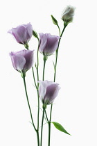 Lisianthus, Eustoma russellianum Piccolo Rose. Studio shot of multiple flower heads arranged on light box.